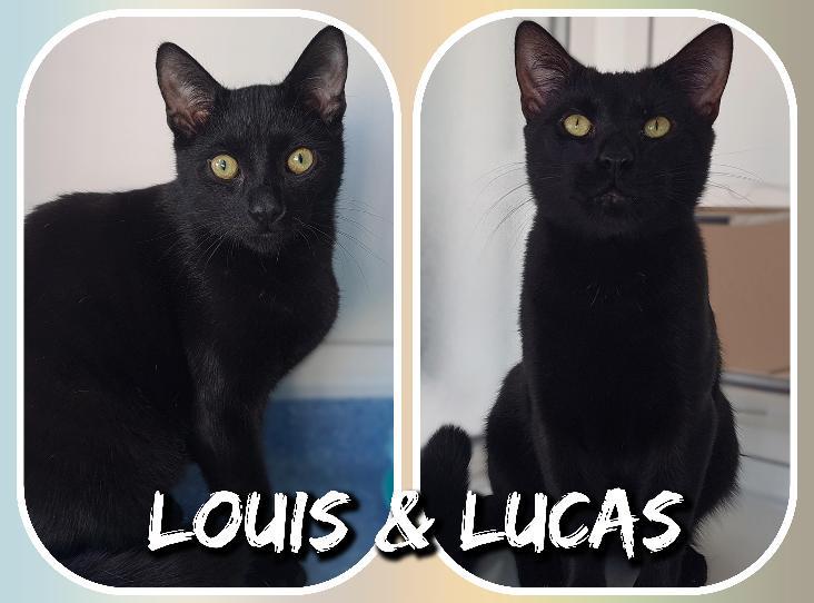 Image of LOUIS AND LUCAS