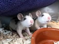 BABY FANCY RATS