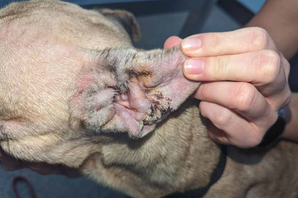 A female French bulldog with a chronic bilateral ear infection.