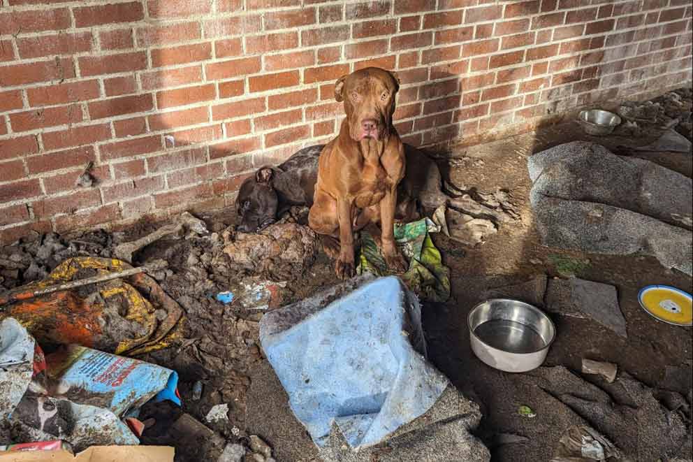 An abandoned bull breed dog found in a garage covered in dirt and faeces.