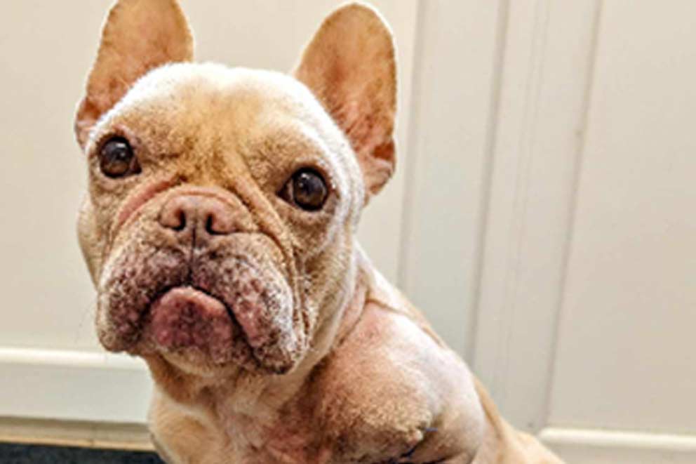 A French bulldog with no front leg sitting on the carpet.