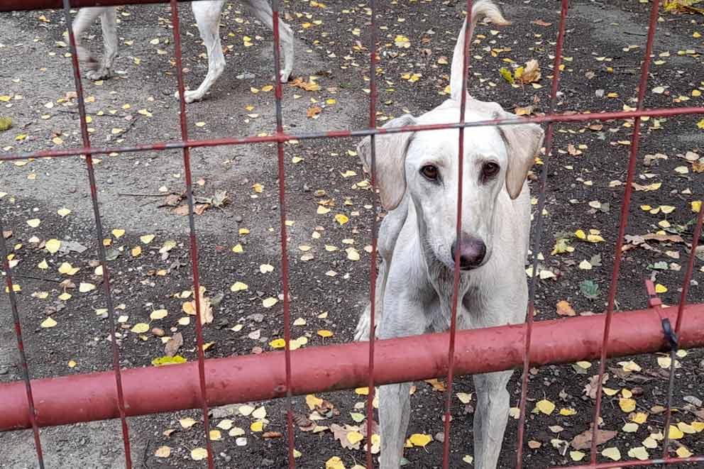 A white lurcher dog found with injuries.