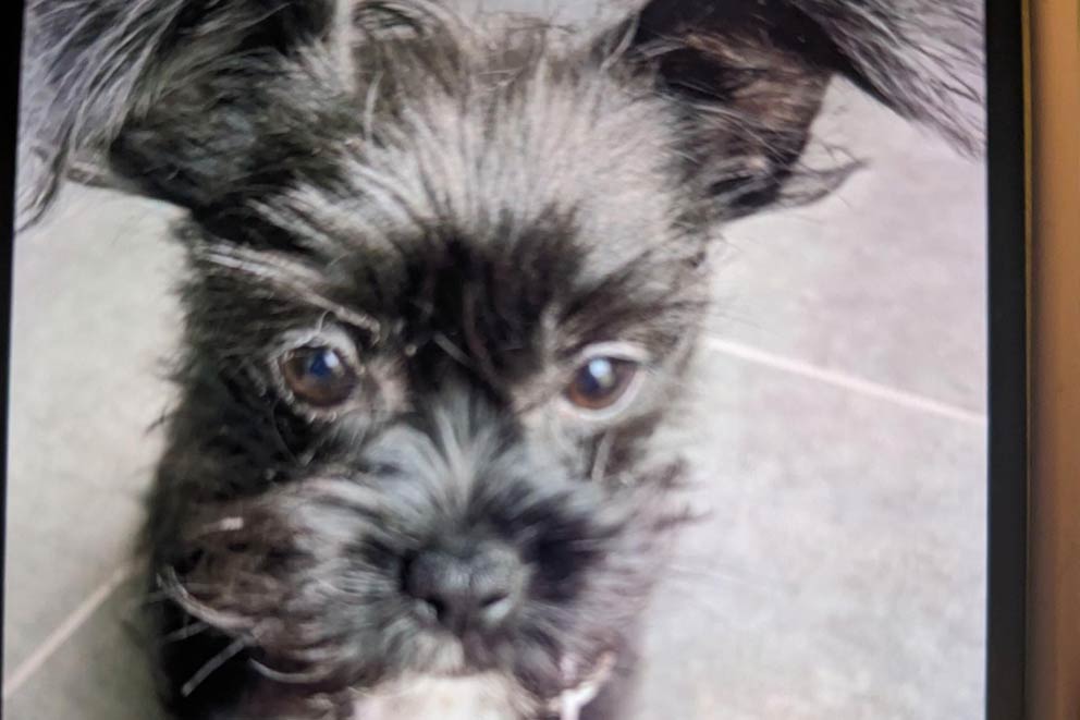 Close-up of chihuahua/shi tzu cross puppy.