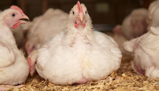 A group of chickens sitting in a chicken coop © RSPCA.