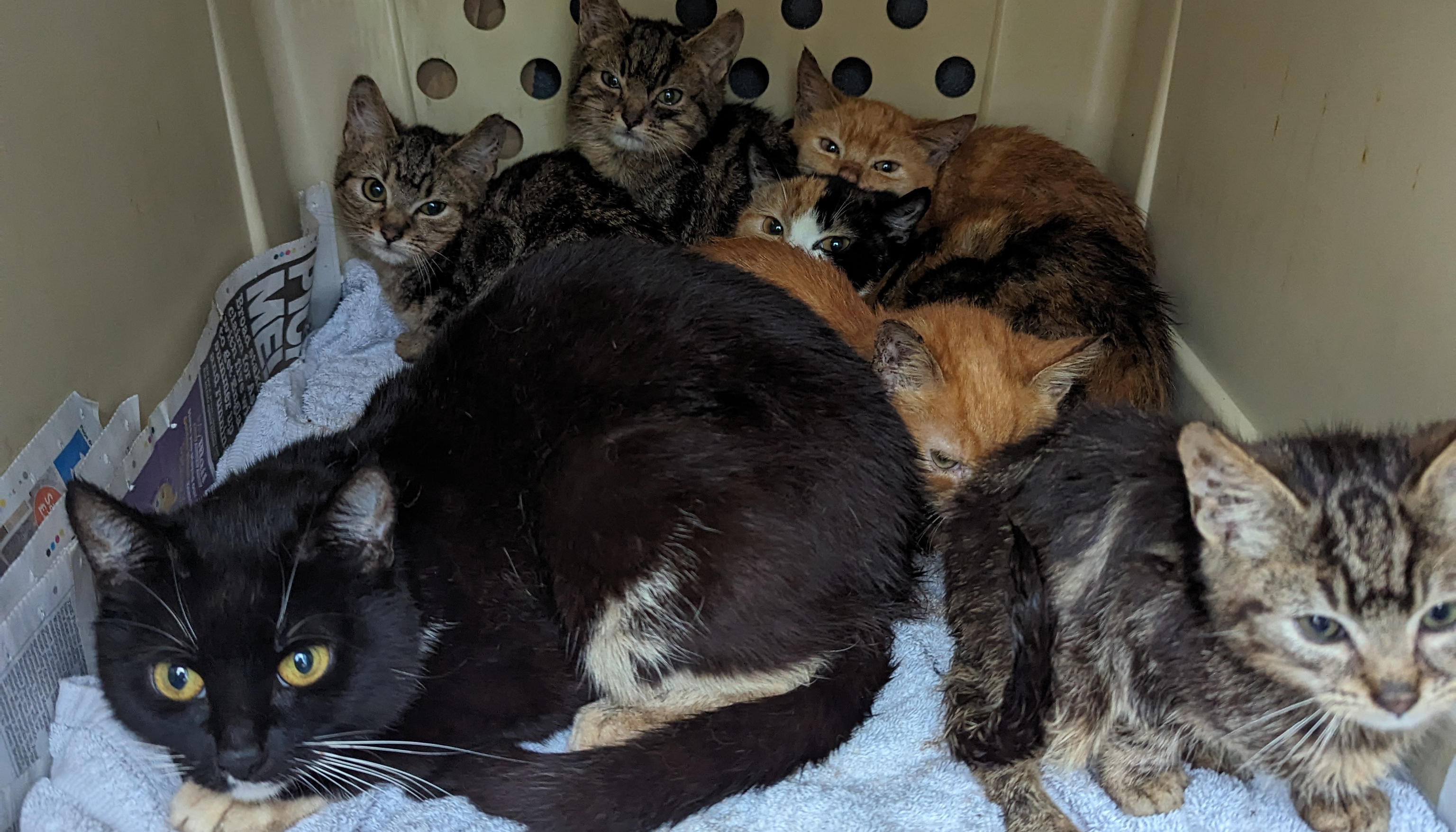 Eight of the rescued cats found in a cage