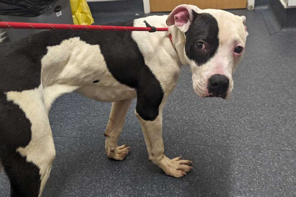 An underweight black and white Belgian Malinois dog rescued by the RSPCA and taken into care.