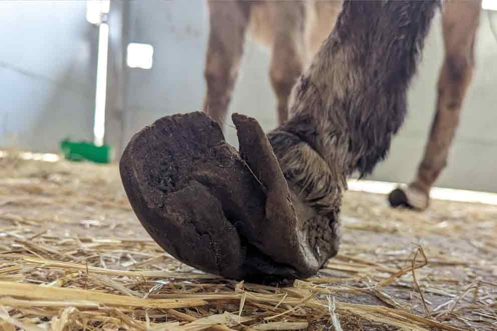 A close-up of an overgrown pony hoof.