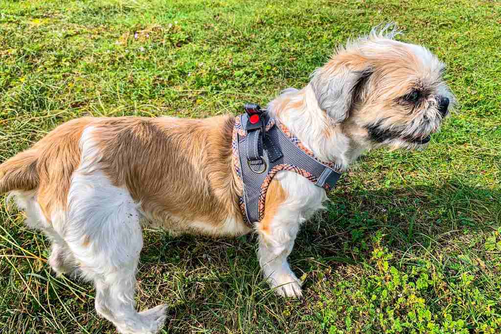 One of the Shih Tzus after their recovery.