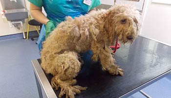 30 poodles were found in a neglected state with heavily matted fur affecting their health and welfare