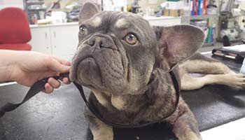 A man has been sentenced after causing unnecessary suffering to a French Bulldog who was found with an infected wound. 