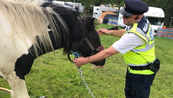 horse with police officer in a field © RSPCA