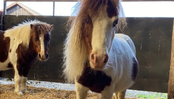 Horse Marley in a stable © RSPCA