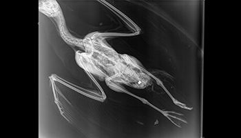 X-ray of Herring gull with air rifle pellet in body