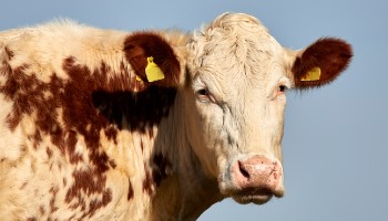 close-up of cow's head © RSPCA