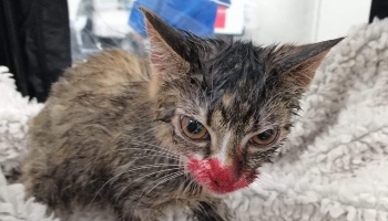 tabby cat bleeding from mouth © RSPCA