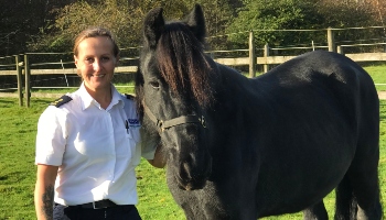 Horse Jet after coming into our care © RSPCA