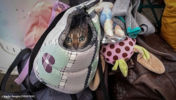 Ukraine refugee cat