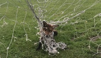 tangled fox cub