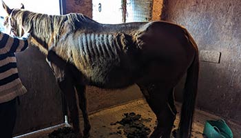 Two horses found underweight and malnourished were taken into RSPCA care