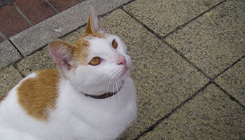 White and ginger cat who was thrown into the air © RSPCA