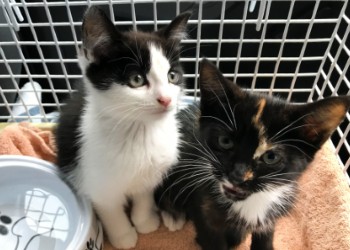 two kittens in a caged carrier © RSPCA