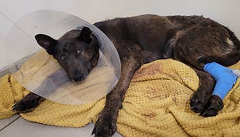 A two-year-old Belgian Shepherd-type dog was taken into care after receiving neglect and a lack of treatment from her owner