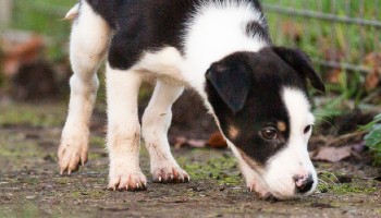 Border Collie puppy in RSPCA care