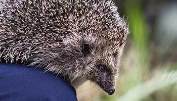Hedgehog on the knee of an animal care assistant