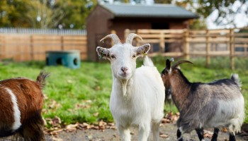 white goat standing in an outdoor pen © RSPCA
