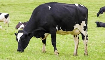 black and white dairy cow grazing in field © RSPCA