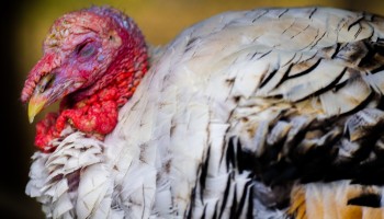 close-up of turkey eyes closed © Harrison Mitchell, Unsplash
