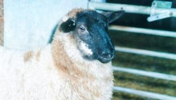 close-up of black faced sheep © RSPCA
