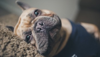 close-up of a French bulldog's face lying on a cushion © Chris Benson | Unsplash
