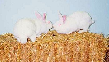 two rabbits on straw bale © RSPCA