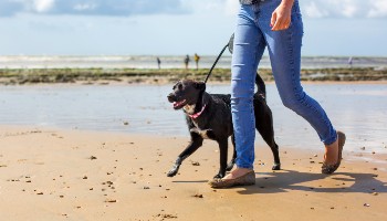 taking a dog for a walk along the beach  © RSPCA