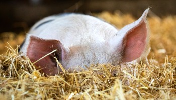 close-up of pig cooling off in the hay  © RSPCA