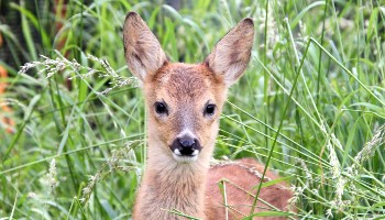 young roe deer standing in tall grass © RSPCA