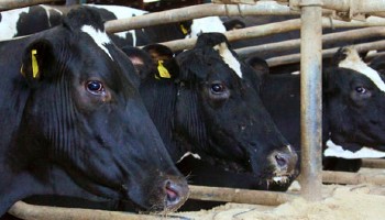 close-up of two holstein dairy cows in a cattle shed © RSPCA