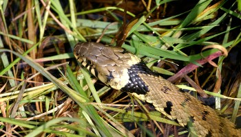 grass snake in long grass © RSPCA