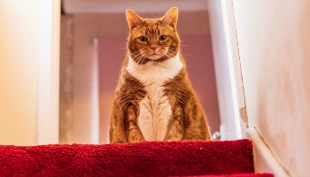 overweight female ginger cat sitting on a stair © RSPCA