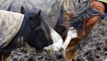 two horses nose to nose in a muddy field © RSPCA