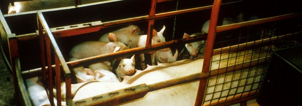 a sow feeding piglets in a farrowing crate © RSPCA