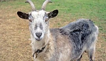 goat in a field © RSPCA