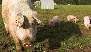 sow with piglets on grass © RSPCA