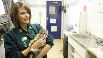 Vet Nurse Naomi Killingsworth holding kitten, Bluebell © Andrew Forsyth/RSPCA Photolibrary