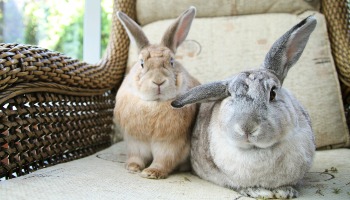 two domestic adult rabbits sitting on chair indoors © RSPCA