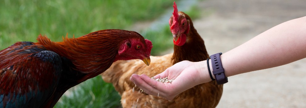 hen and a rooster being hand fed © RSPCA