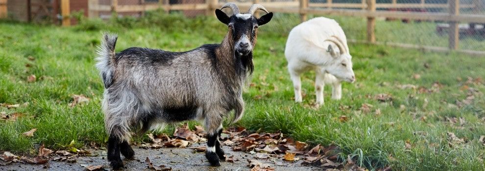 black brown and grey goat in an outdoor pen at an animal centre © RSPCA