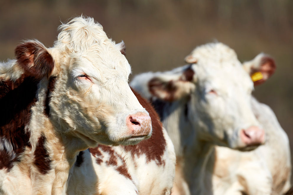 A herd of cows