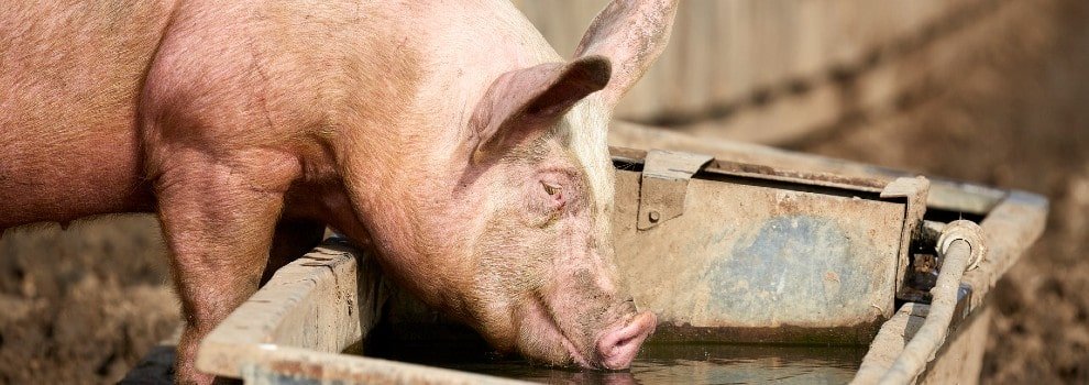 pig drinking water from outdoor trough © RSPCA